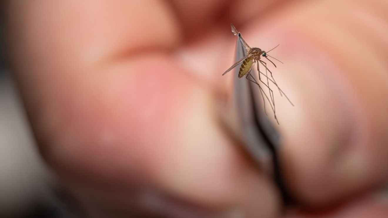 LOUISVILLE, KY - AUGUST 25: Matthew Vanderpool, environmental health specialist and entomologist for the Louisville Metro Department of Public Health and Wellness, displays a mosquito collected earlier in the day on August 25, 2021 in Louisville, Kentucky. Vanderpool specializes in mosquito control, a public health process that involves placing traps to collect specimen, identifying various mosquito species, and testing the samples for mosquito-borne diseases. Lab technologists test for Saint Louis encephalitis, West Nile virus, La Crosse encephalitis, and Eastern equine encephalitis.(Photo by Jon Cherry/Getty Images)