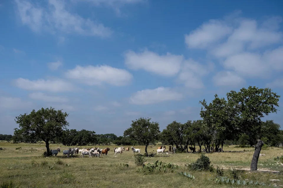 Livestock roam a field adjacent to Texas State Highway 55 after the confirmed number of U.S. cases of New World screwworm, a parasitic fly that eats warm-blooded animals alive, rose to 15 after three more animals tested positive in two Texas counties, northwest of Rocksprings, Texas, U.S. June 22, 2026.