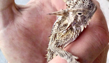 Texas horned lizard with no identifying markers could be first wild-born offspring