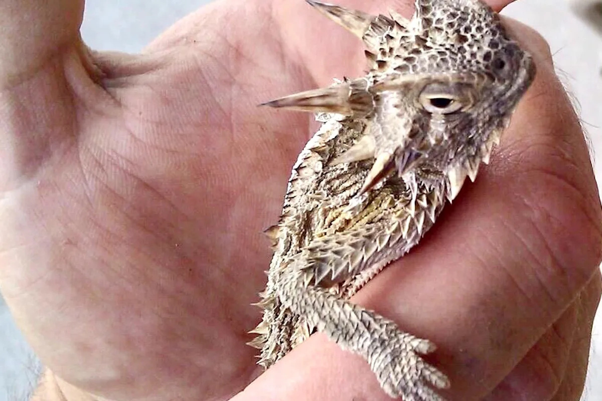 Texas horned lizard with no identifying markers could be first wild-born offspring