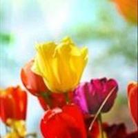 Cristina A. Sandoval - December 5, 1931 - June 27, 2026