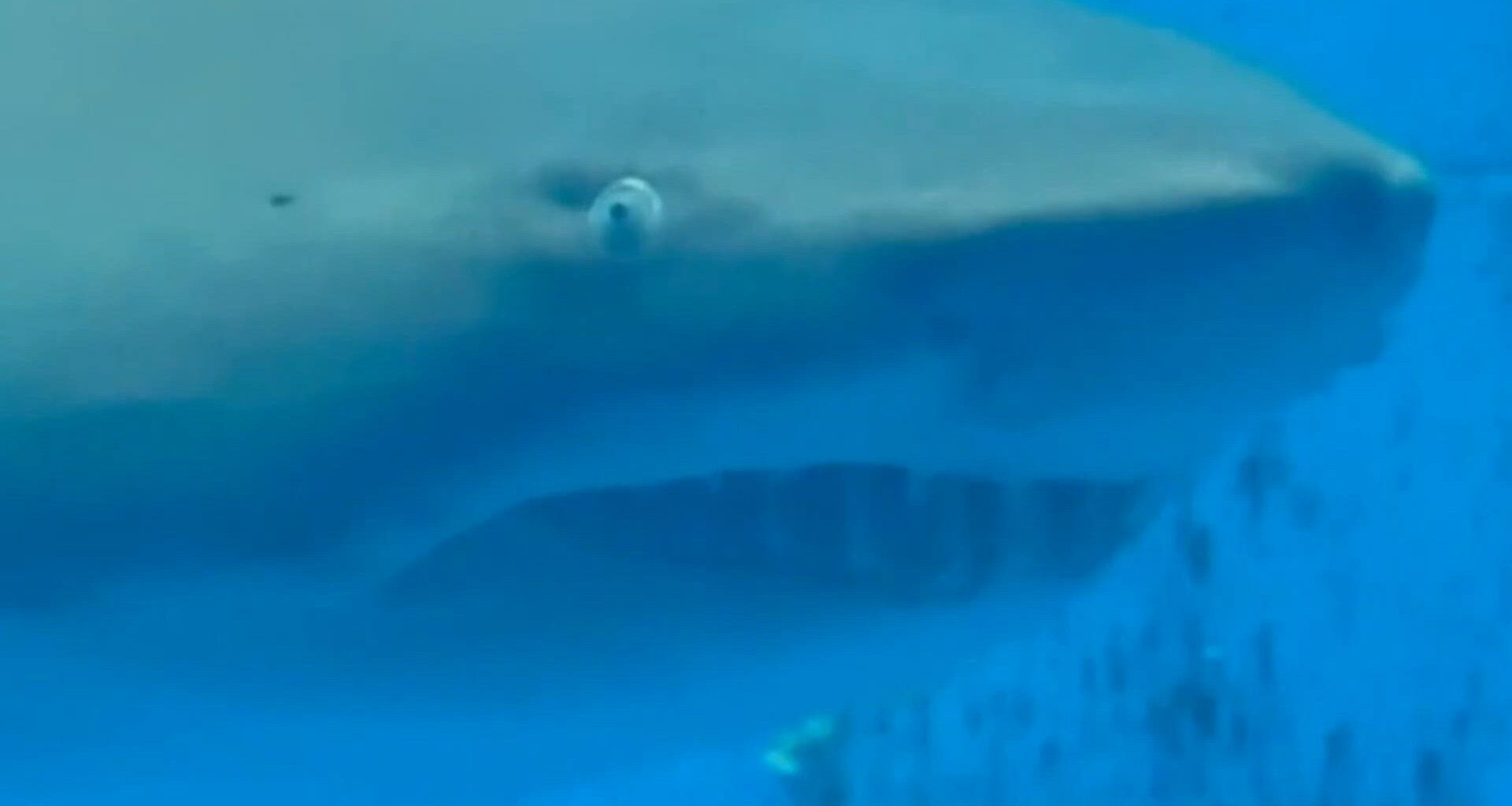 Shark Week underway at Texas State Aquarium