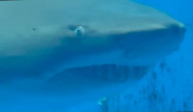 Shark Week underway at Texas State Aquarium