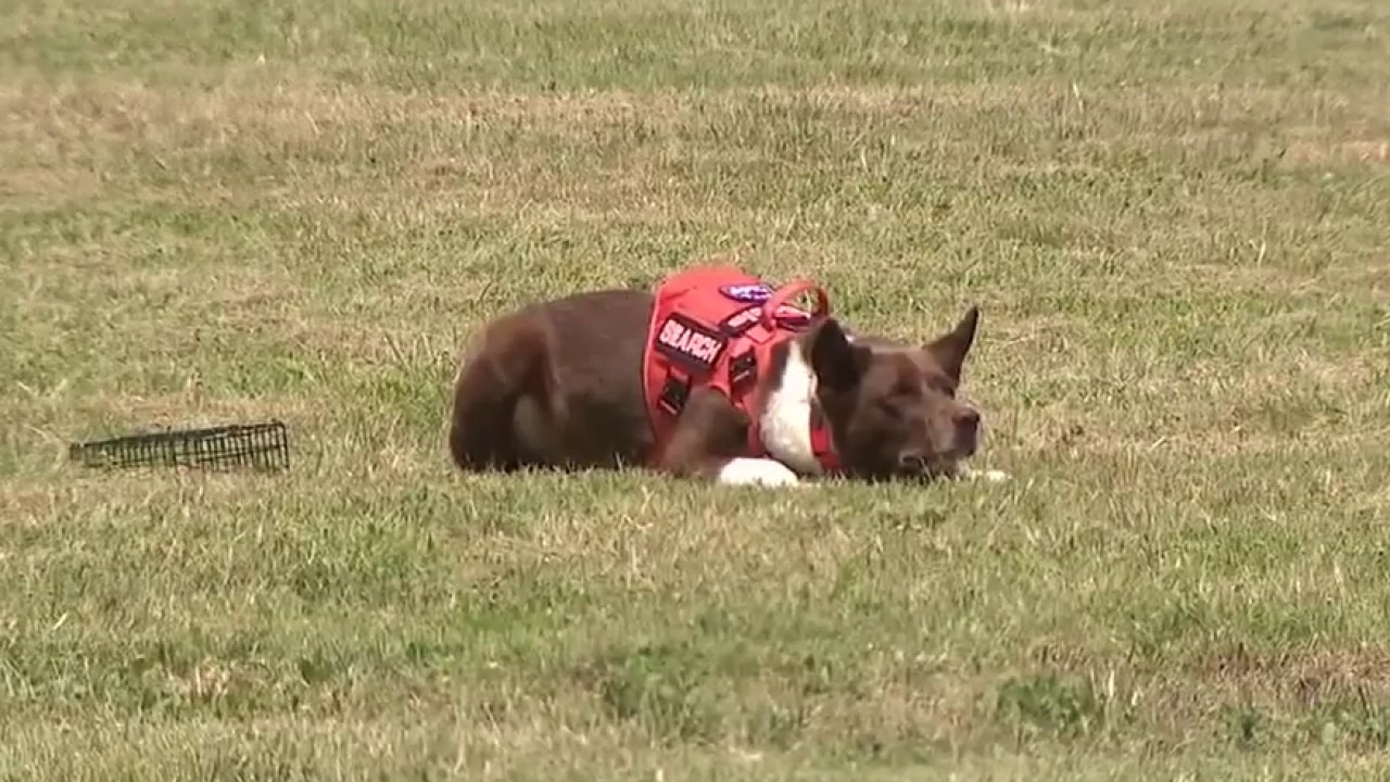 Texas search and rescue K-9s