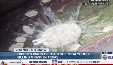 Experts warn of a new bug threat to East Texas agriculture