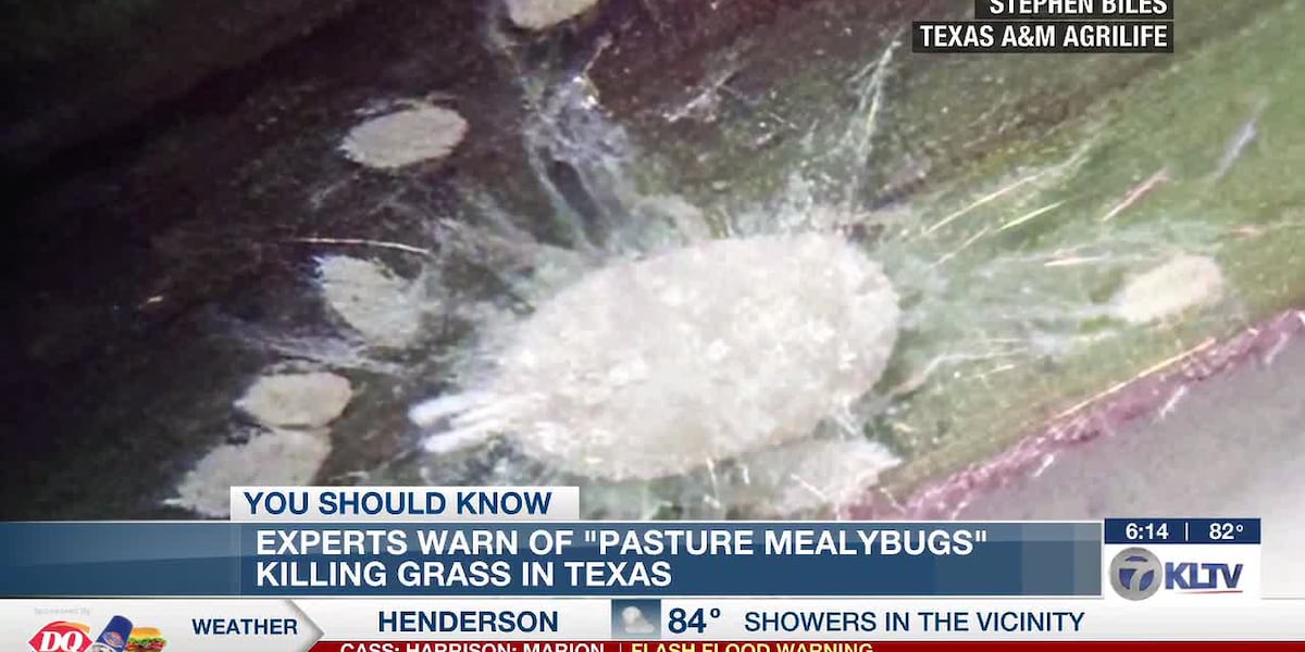 Experts warn of a new bug threat to East Texas agriculture