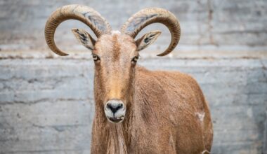Invasive sheep brought to US after WWII are making Texas bighorns sick