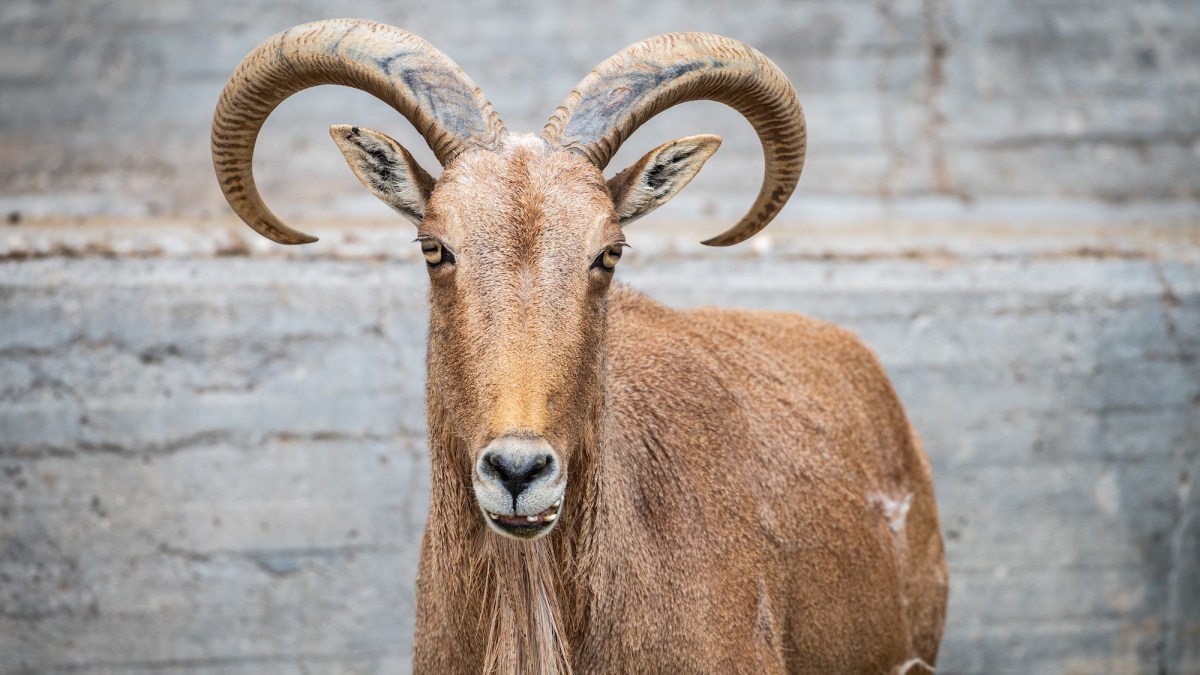 Invasive sheep brought to US after WWII are making Texas bighorns sick
