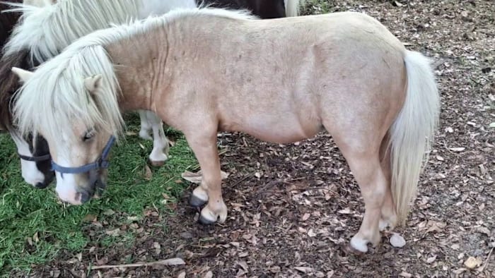 Miniature horse ‘Peanut’ still missing in Harris County; $5,000 reward offered