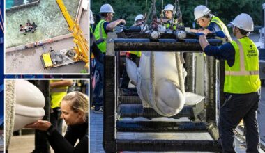 SeaWorld San Antonio receives rescued beluga whales from shuttered Canada theme park