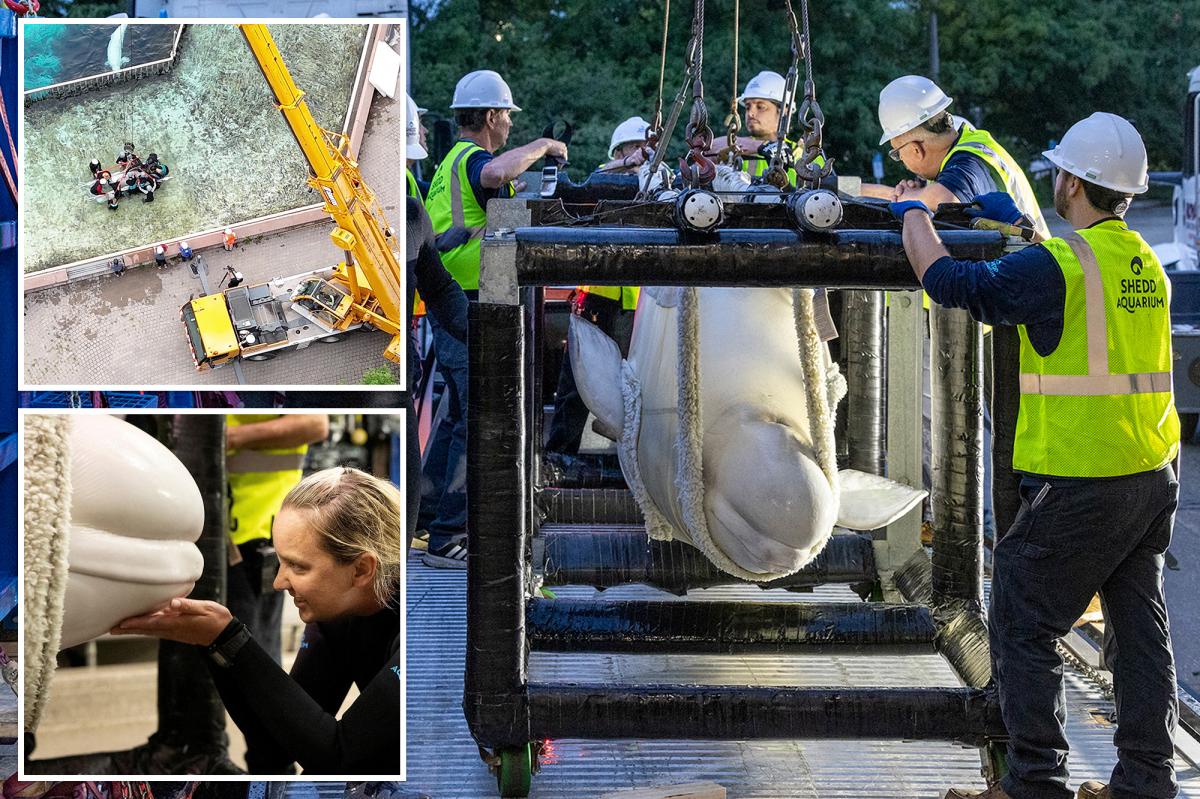 SeaWorld San Antonio receives rescued beluga whales from shuttered Canada theme park