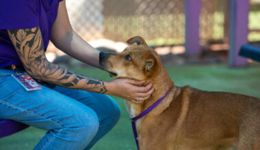 El Paso Animal Services rising costs strain partner municipalities as intakes increase