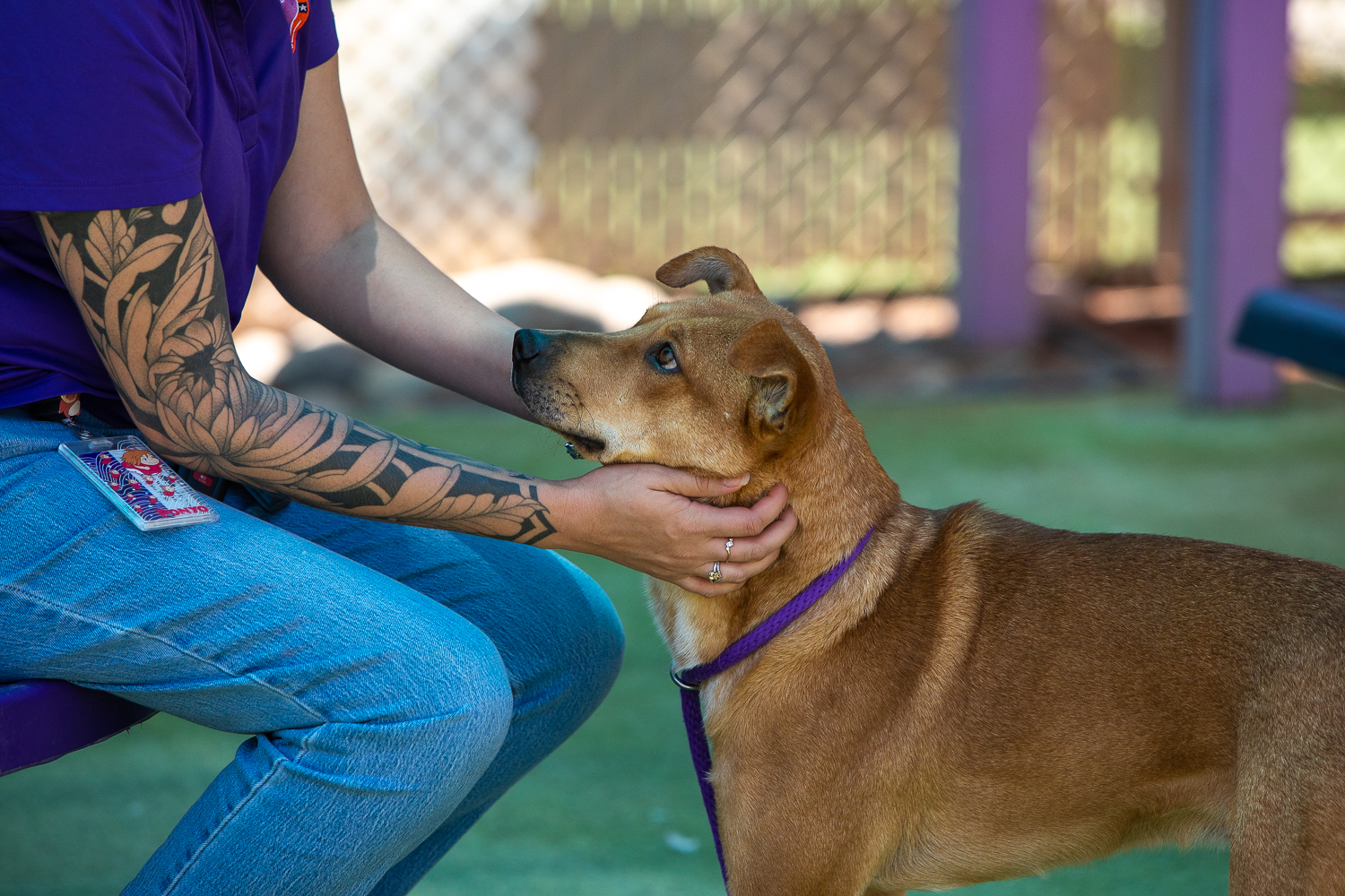 El Paso Animal Services rising costs strain partner municipalities as intakes increase