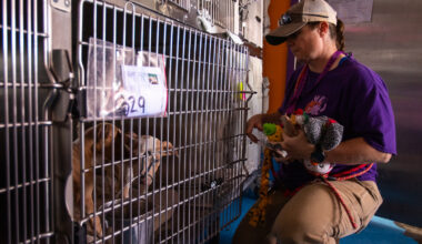 Podcast: Why the city of El Paso’s animal service bills to county, others are rising