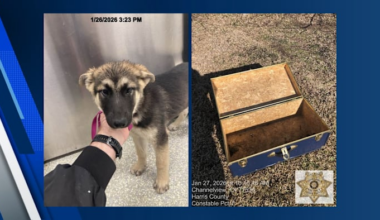 Man arrested months after puppy found locked in trunk in Channelview field, constable says