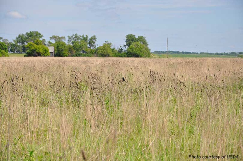 USDA accepts over 106,000 acres in Texas into CRP USDA accepted more than 106,000 acres in Texas into the Conservation Reserve Program for 2026.