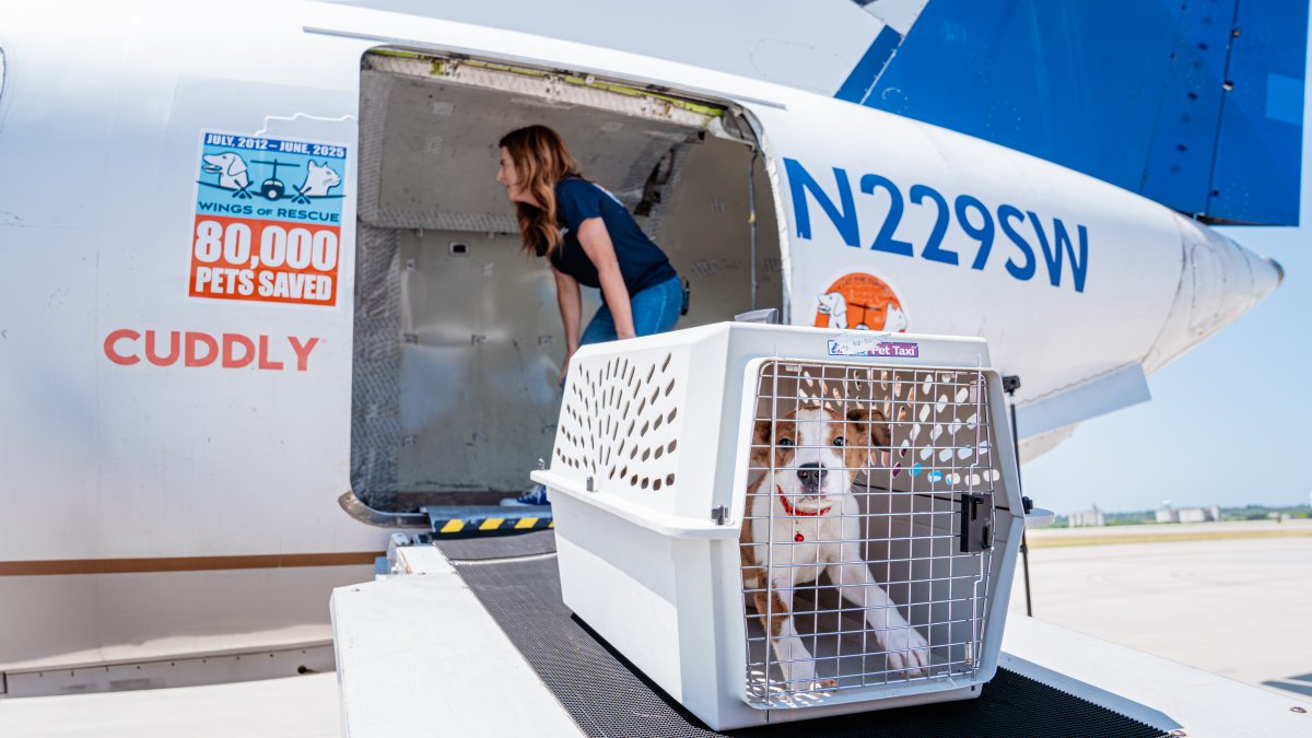 Donate emergency pet supplies for Central Texas – NBC 5 Dallas-Fort Worth