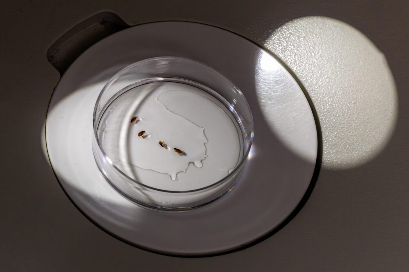 A photo of a specimen container holding fleas.