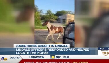 Watch: Runaway horse ‘Texas’ roams through Lindale with officer in pursuit