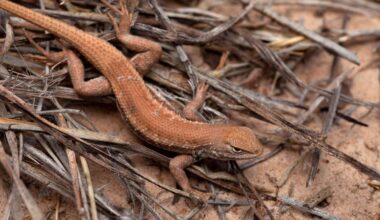 This May 1, 2015, file photo shows a Dunes Sagebrush lizard in N.M. Federal wildlife officials declared the rare lizard in southeastern New Mexico and West Texas an endangered species, citing future energy development, sand mining and climate change as the biggest threats to its survival in one of the world's most lucrative oil and natural gas basins. (U.S. Fish and Wildlife Service via AP, File)
