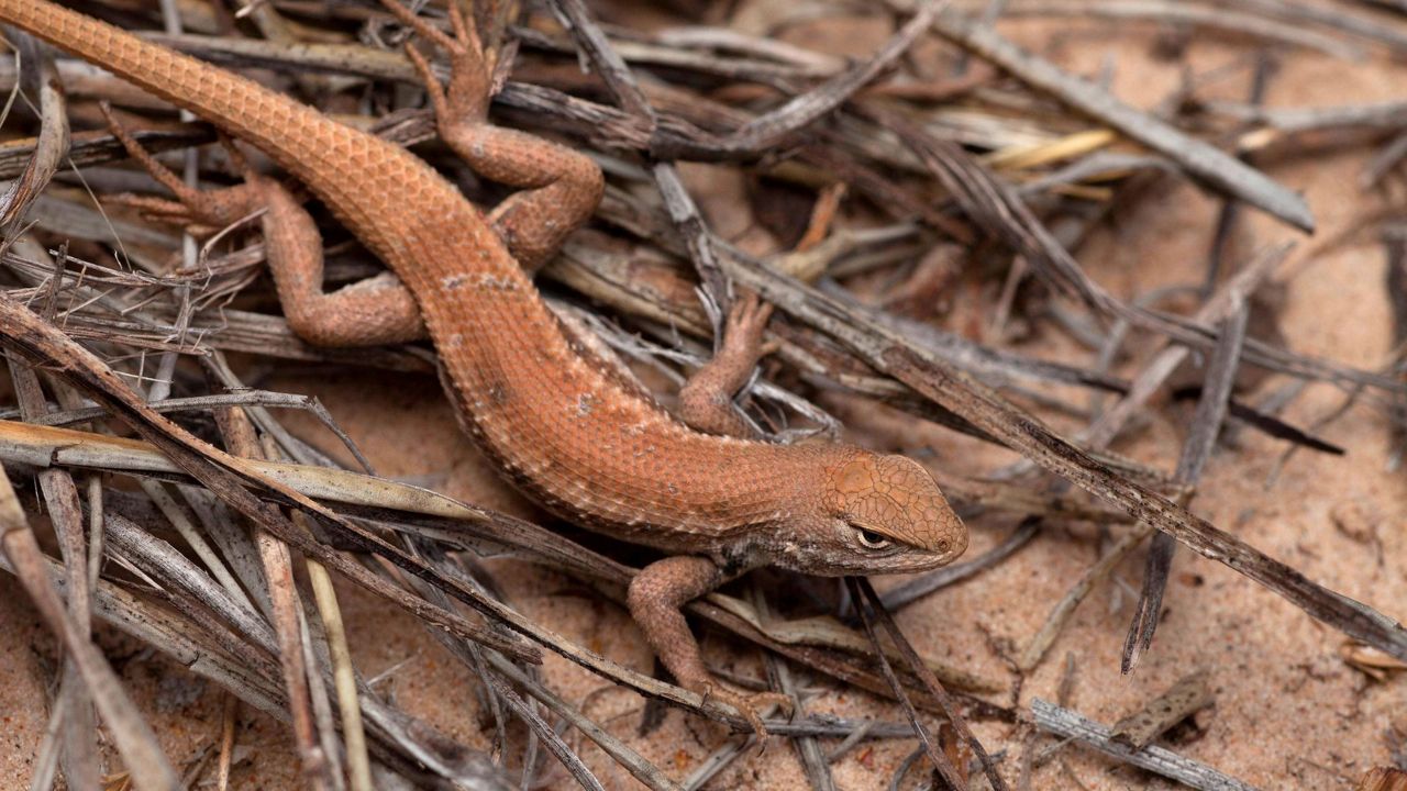 This May 1, 2015, file photo shows a Dunes Sagebrush lizard in N.M. Federal wildlife officials declared the rare lizard in southeastern New Mexico and West Texas an endangered species, citing future energy development, sand mining and climate change as the biggest threats to its survival in one of the world's most lucrative oil and natural gas basins. (U.S. Fish and Wildlife Service via AP, File)