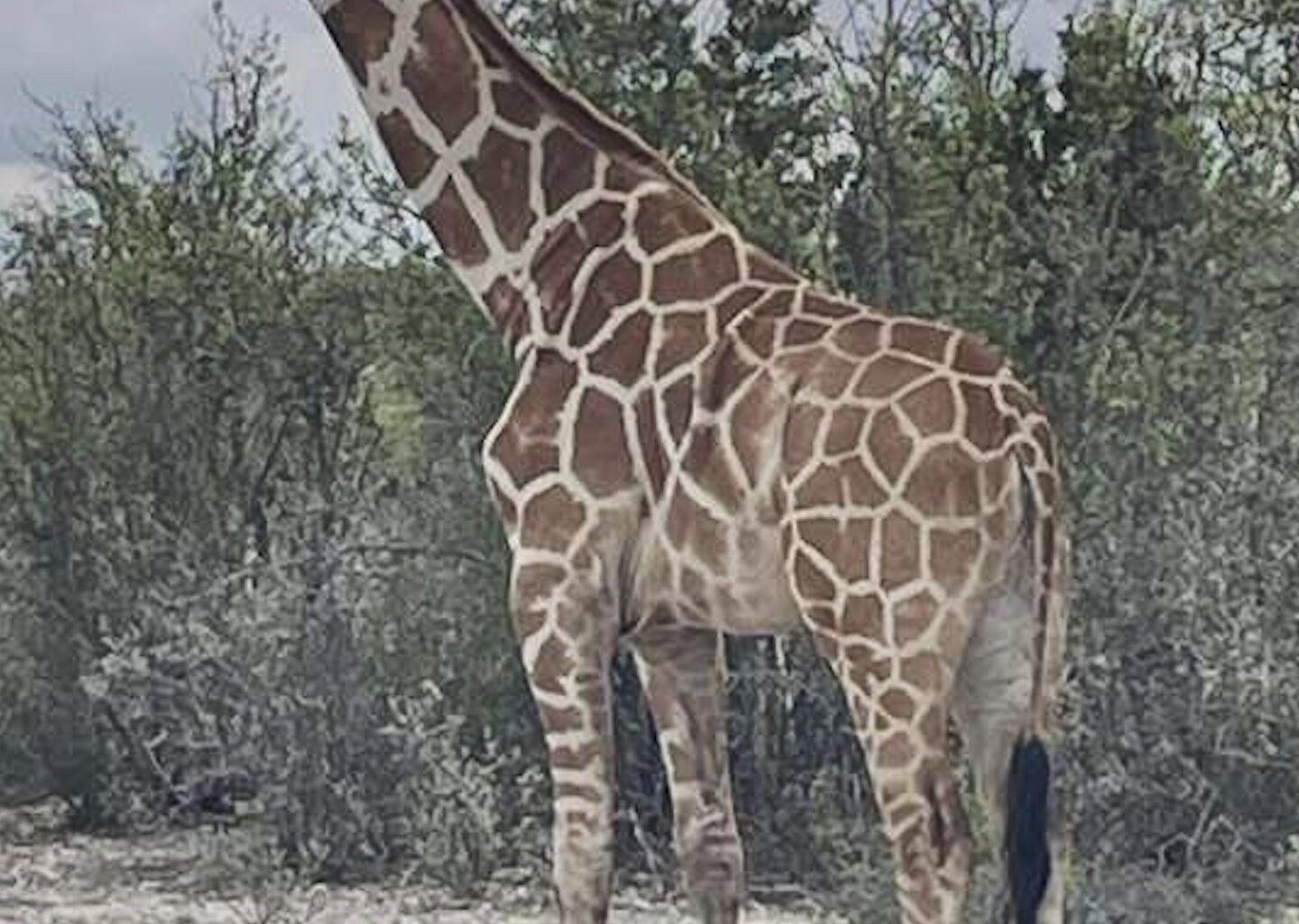 A giraffe named Gracie escaped in Texas. No one can seem to find her