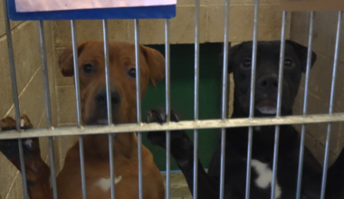Lubbock Animal Services at capacity as it continues to pick up missing pets