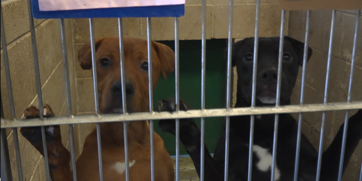 Lubbock Animal Services at capacity as it continues to pick up missing pets
