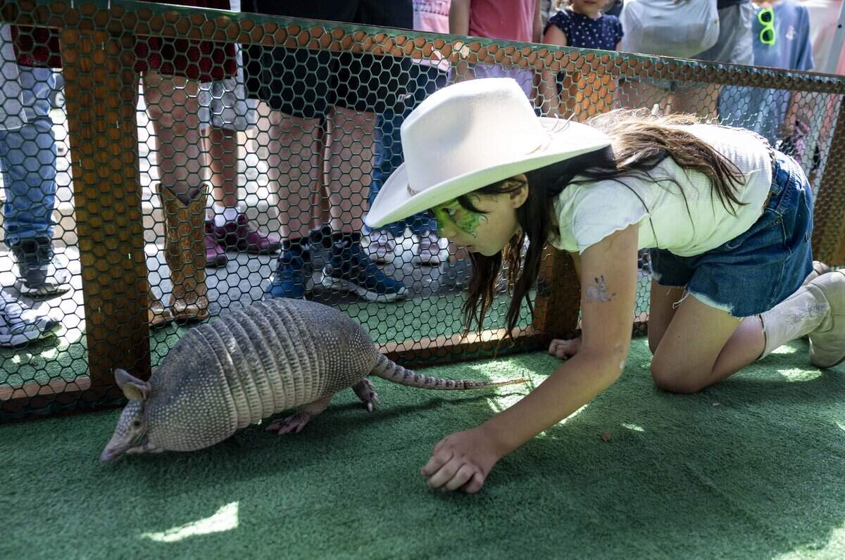 Lia Ortiz competes in the armadillo race during National Day of the American Cowboy on Saturday, July 25, 2026 at the Fort Worth Stockyards. Contestants blew on the backs of their armadillos to move them forward.