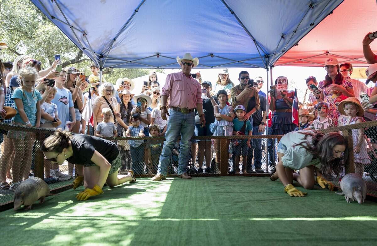 People compete in the armadillo races on National Day of the American Cowboy on Saturday, July 25, 2026 at the Fort Worth Stockyards. The participants blew air on the armadillos back to coax them forward.