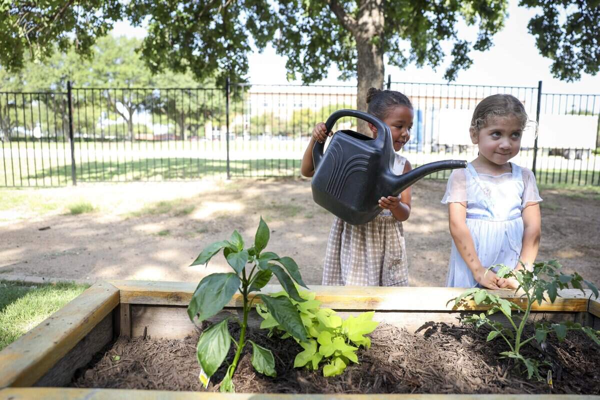 Amelia Abeyta and Catalina Cortes, both 4 years old, water plants in the garden at their preschool, Green Space Nature Preschool, on Tuesday, July 21, 2026 in Fort Worth.