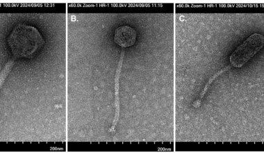 14 newly discovered viruses have Texas and San Antonio names