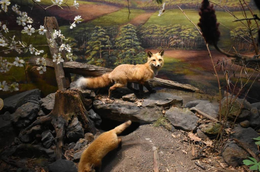 Image shows a fox wildlife exhibit.