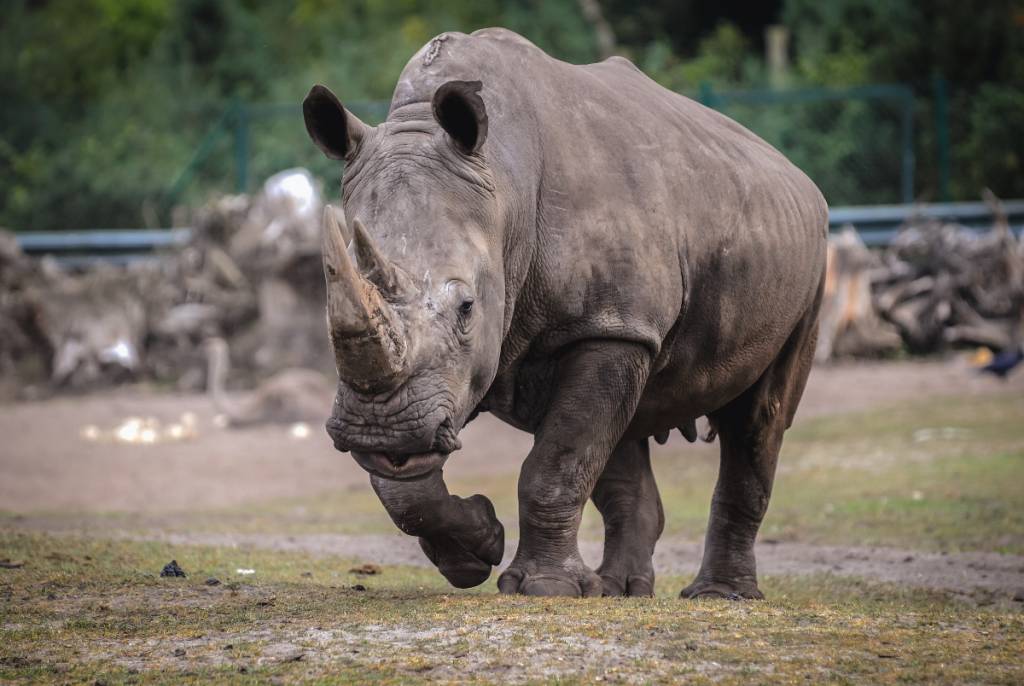 Image shows a rhino at a zoo. 