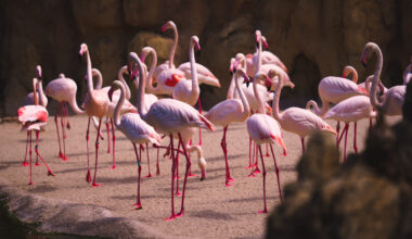 A massive $119 million expansion is coming to the Dallas Zoo with a new 15-acre safari trail