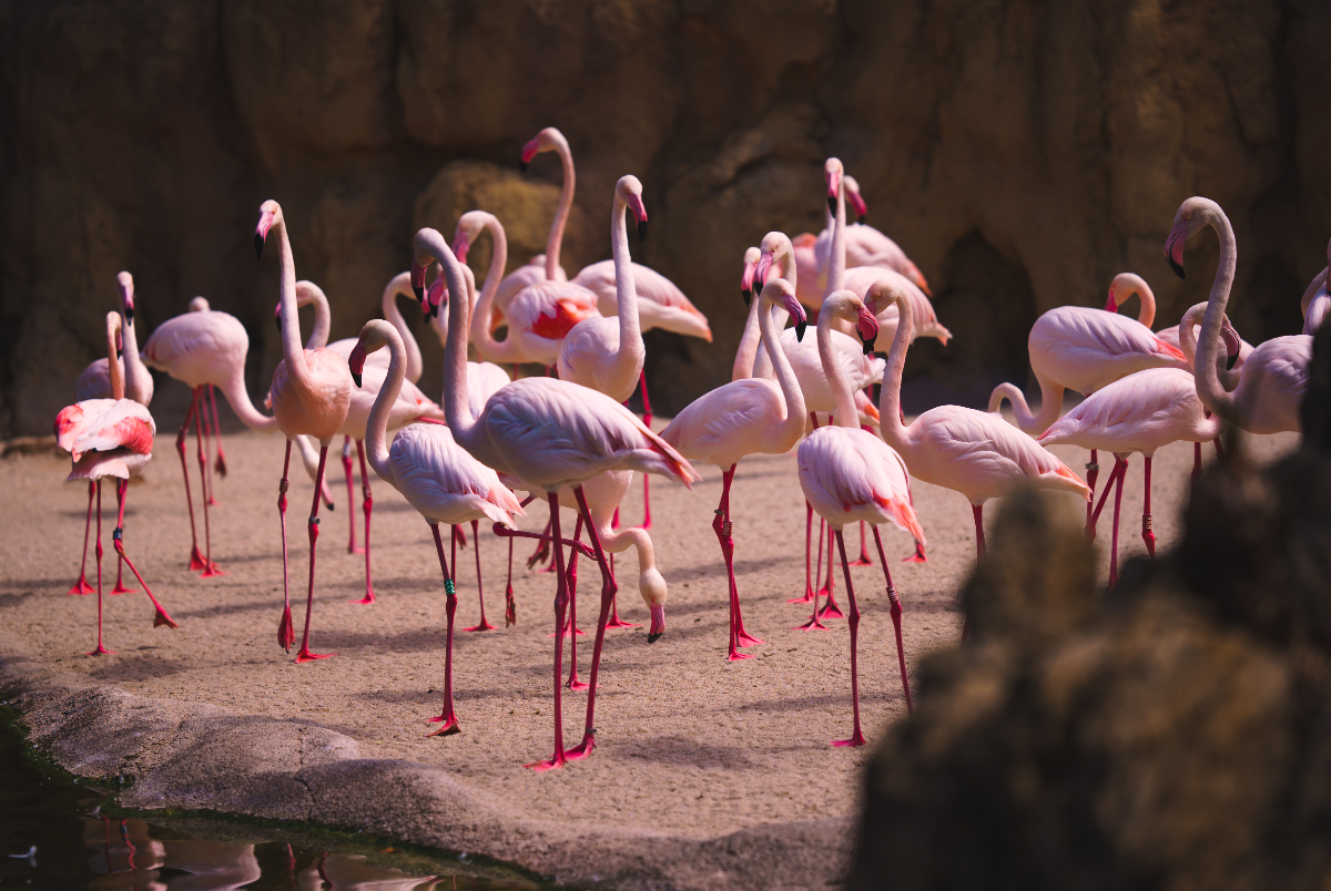 A massive $119 million expansion is coming to the Dallas Zoo with a new 15-acre safari trail