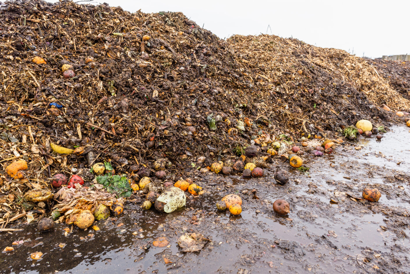 Large heap of rotten fruits and vegetables at compost sorting and recycling station.