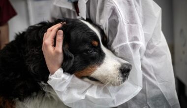 Vets issue warning to pet owners as flesh-eating screwworm spreads through Texas and New Mexico