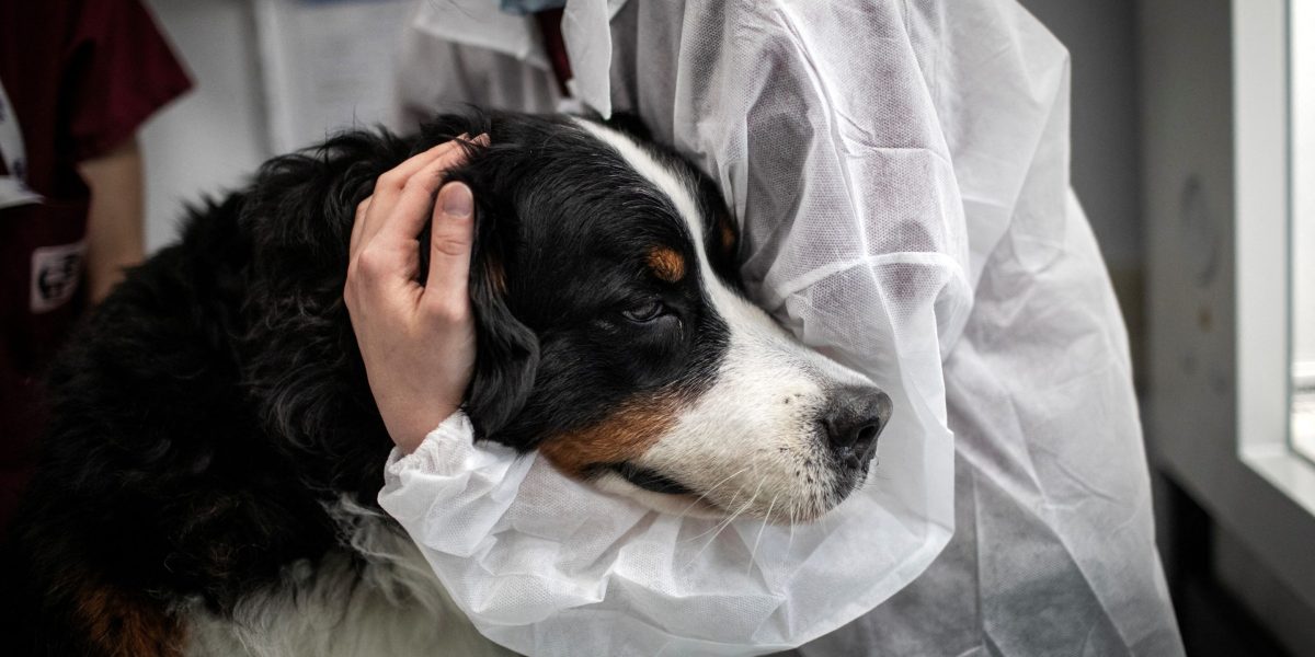 Vets issue warning to pet owners as flesh-eating screwworm spreads through Texas and New Mexico
