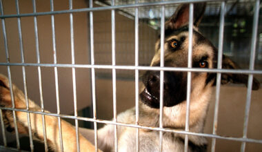 GSD