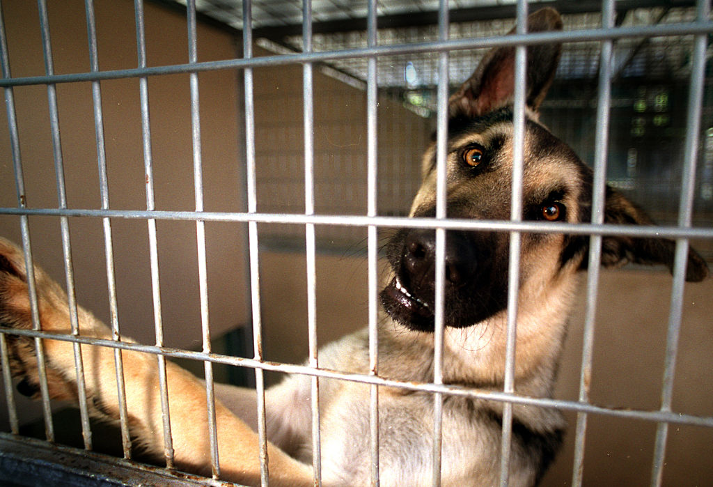 GSD