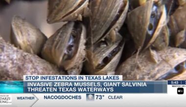 Texas lakes face invasive species threat ahead of holiday weekend