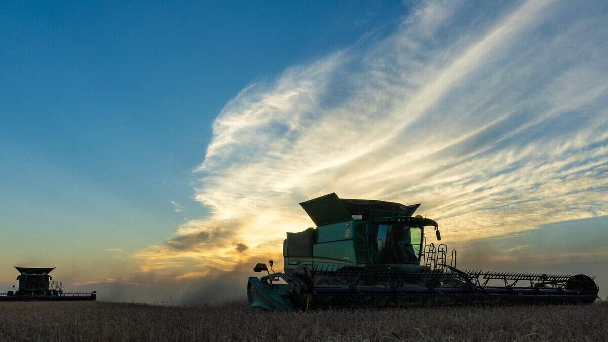 DFW wheat weathers tough season better than rest of Texas