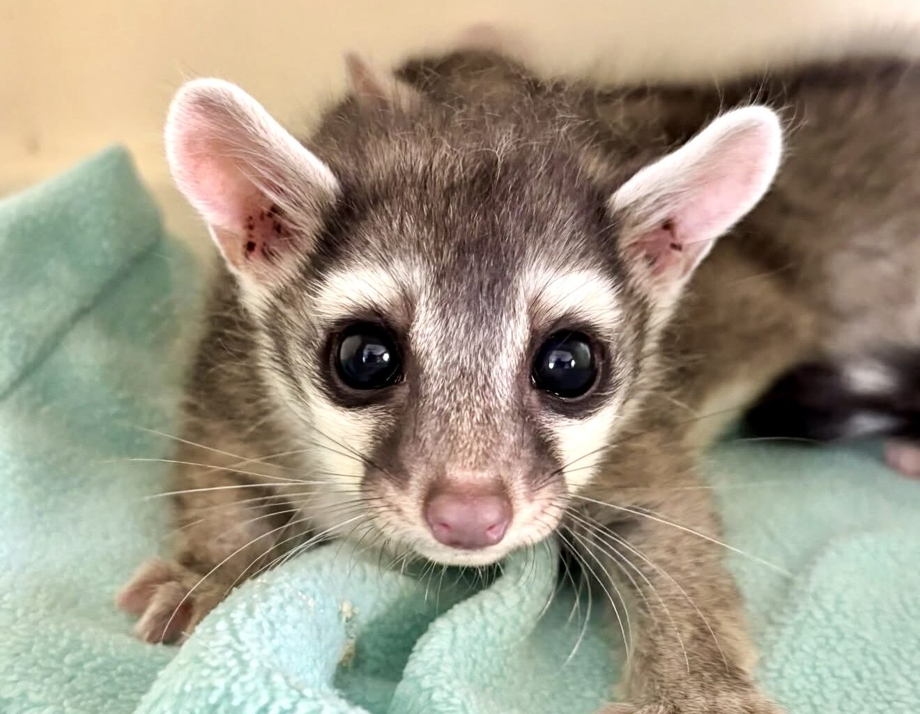 Austin Wildlife Rescue Continues Lifesaving Mission Following Devastating Central Texas Floods