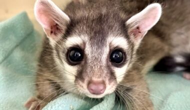 Austin Wildlife Rescue Continues Lifesaving Mission Following Devastating Central Texas Floods