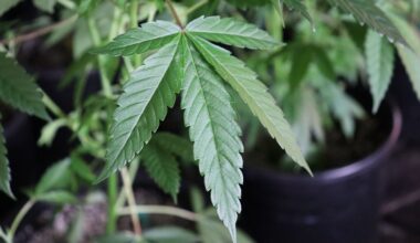 State senators push for ban on hemp-derived THC in Texas