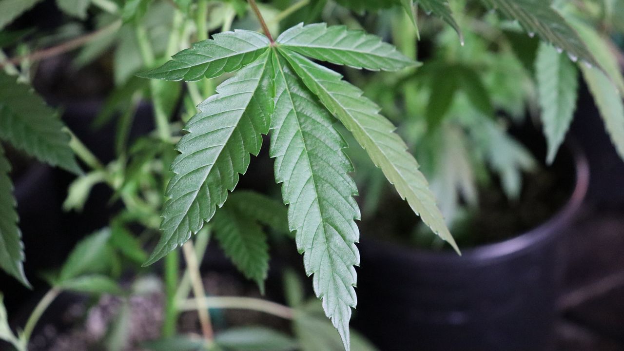 State senators push for ban on hemp-derived THC in Texas