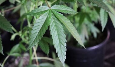 Texas smoke shops turn to THCP as THCA ban takes effect