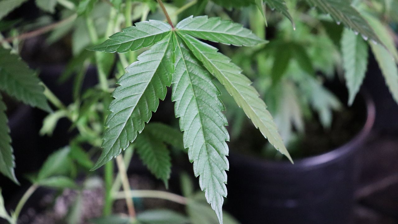 Texas smoke shops turn to THCP as THCA ban takes effect