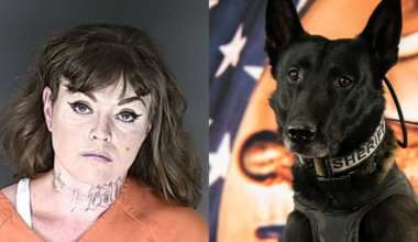 K9 helps arrest felony suspect hiding in El Paso County home